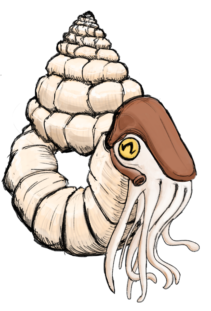 Ammonite